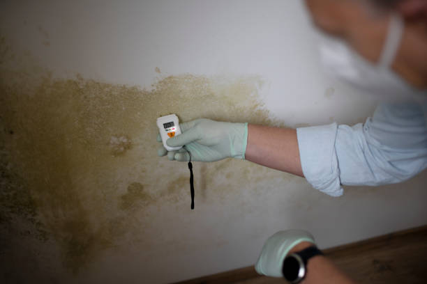 Best Emergency Mold Removal  in Quitman, GA