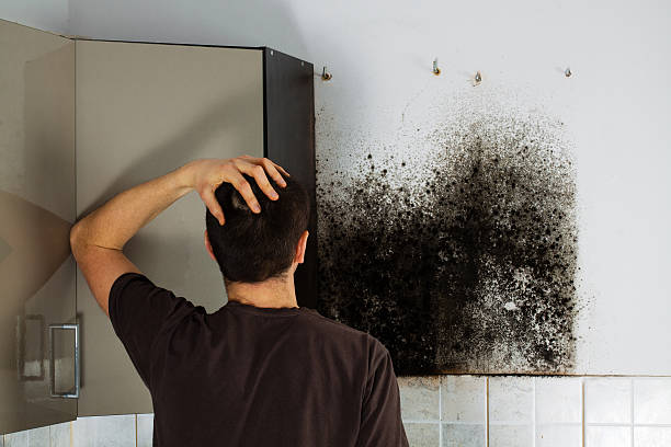 Office Mold Removal Services in Quitman, GA
