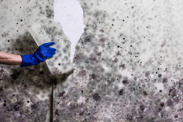 Best Home Mold Removal  in Quitman, GA