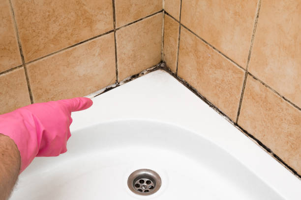 Best Mold Inspection  in Quitman, GA