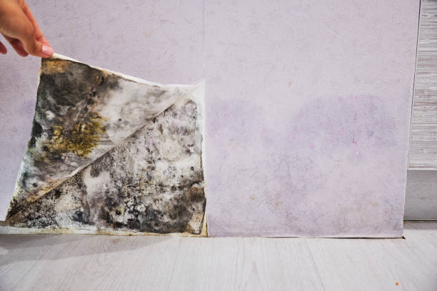 Professional Mold Removal in Quitman, GA